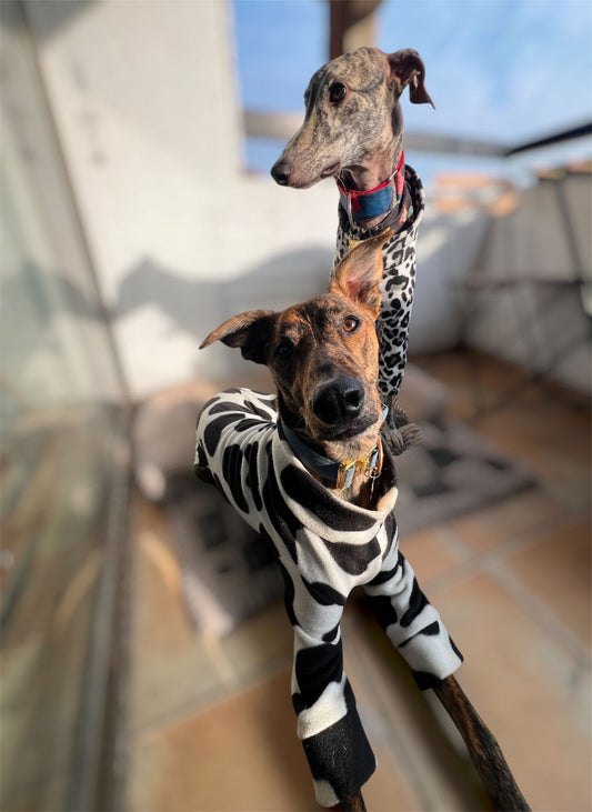 Traje completo Galgos